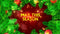 Blufftitler Blufftitler Merry Christmas Opener Blufftitler 99999Store